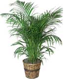 Areca palm houseplant care