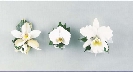 Flowers For The Wedding